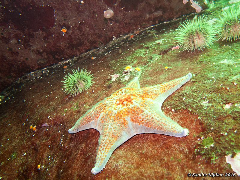 Leather star (Dermasterias imbricata), , Norris Rocks, Hornby Island, BC, Canada